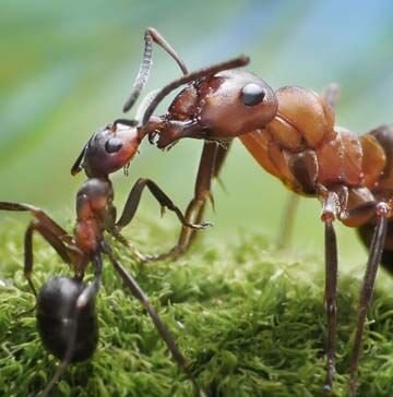 Dedetizadora de formiga
